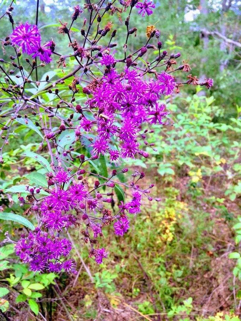Wildflowers And Berries Line The Path With Quiet Charm