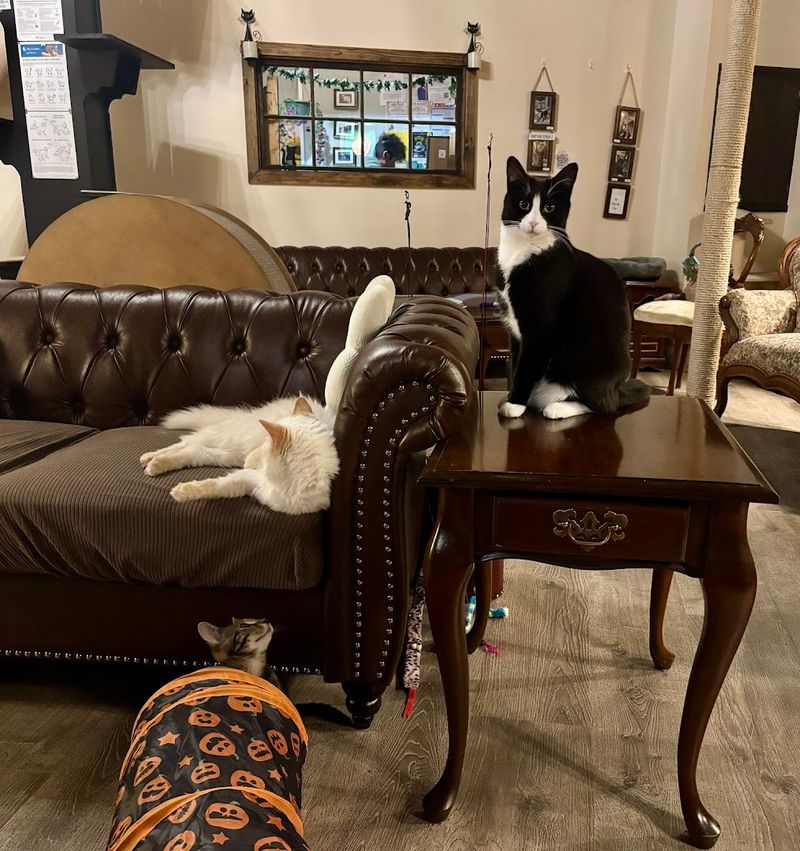 The Resident Cats And Adoptable Felines You Will Meet