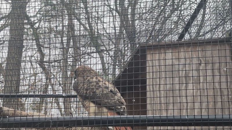 Bird Hill And Its Remarkable Collection Of Raptors On Display