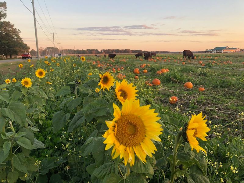 Sustainable Farming Practices Used On Site