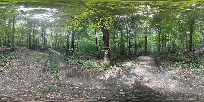 Yellow Barn State Forest: The Insider's Rotation Finisher