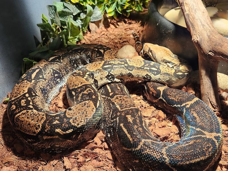 Educational Programs That Go Beyond The Standard Zoo Visit