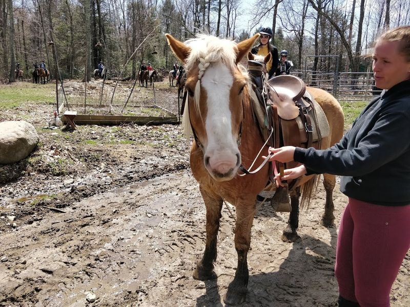 The Therapeutic Value Of Spending Time With Horses
