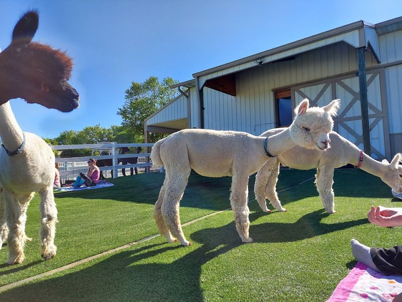 Alpaca Yoga Adds A Playful Twist To The Visit