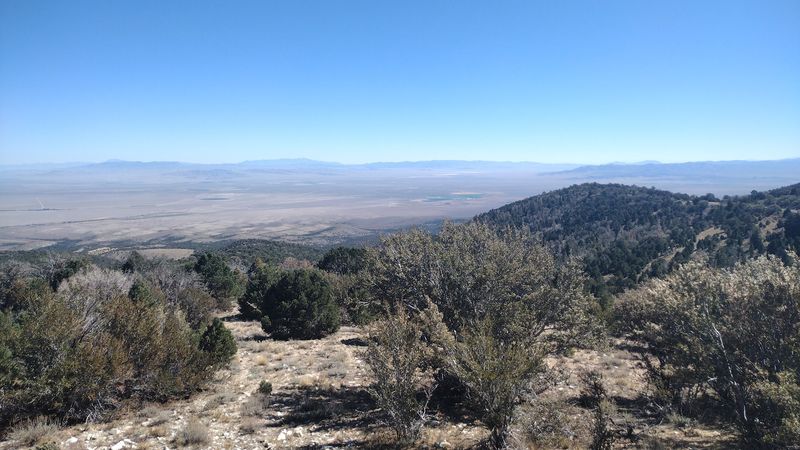 Ancient Bristlecone Pines Grow Nearby