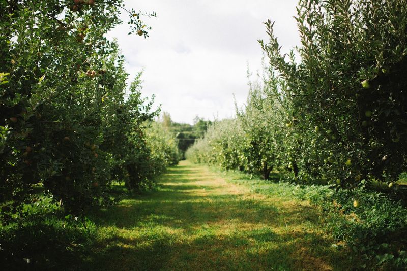 Wheeler's Orchard, Dunlap, TN