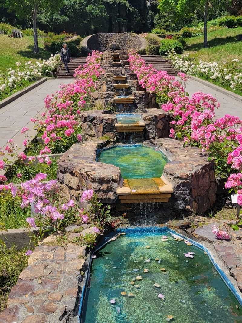 Morcom Rose Garden