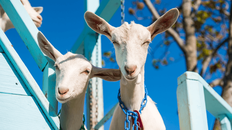 Catapano Dairy Farm