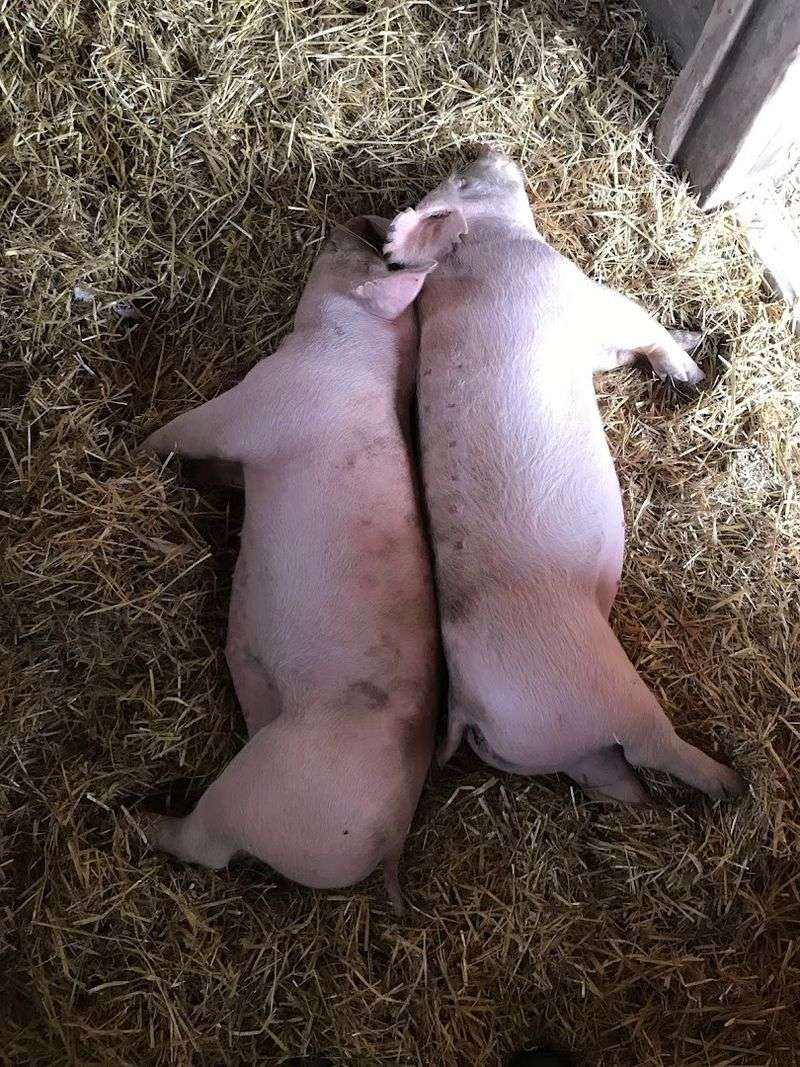 Pig Belly Rubs Are Basically Therapy And Science Agrees