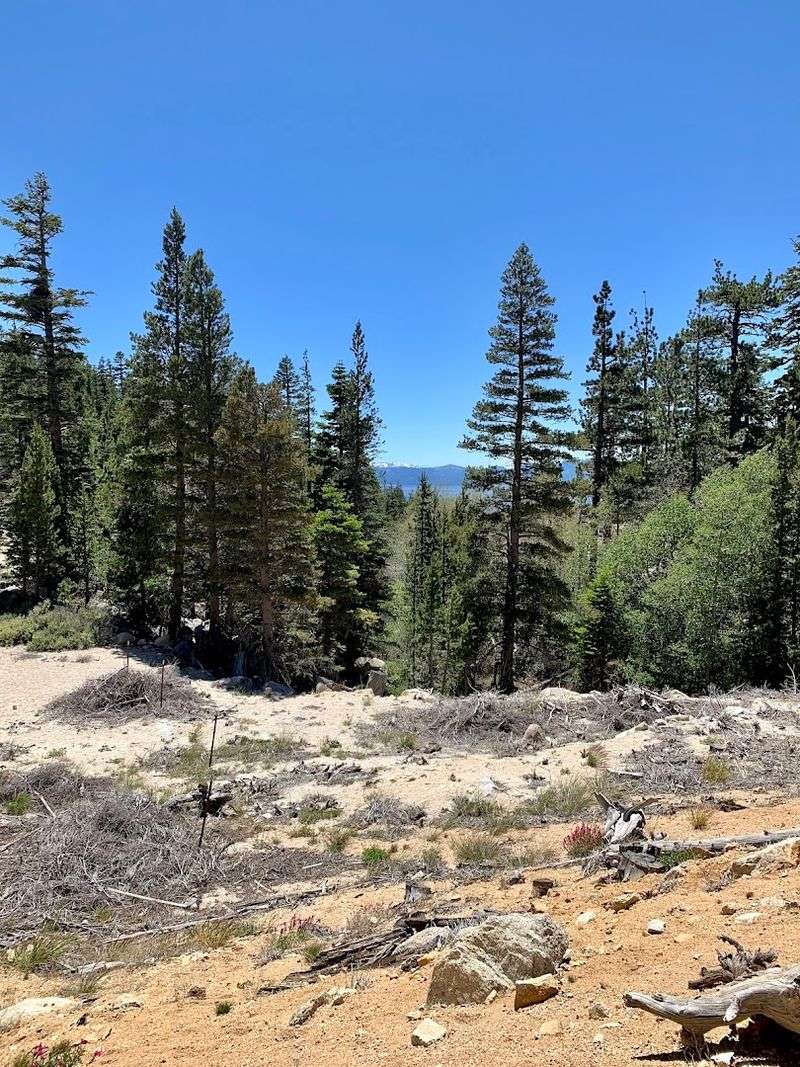 The Trail Climbs Gradually Through Forested Backcountry