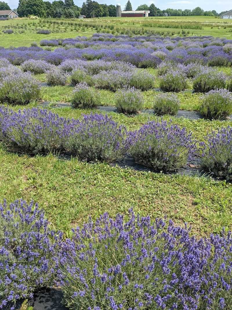 Bristol Hills Lavender And Flower Farm