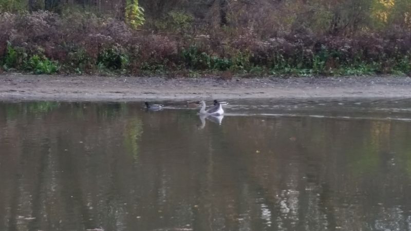 Wildlife And Nature Conservation Efforts