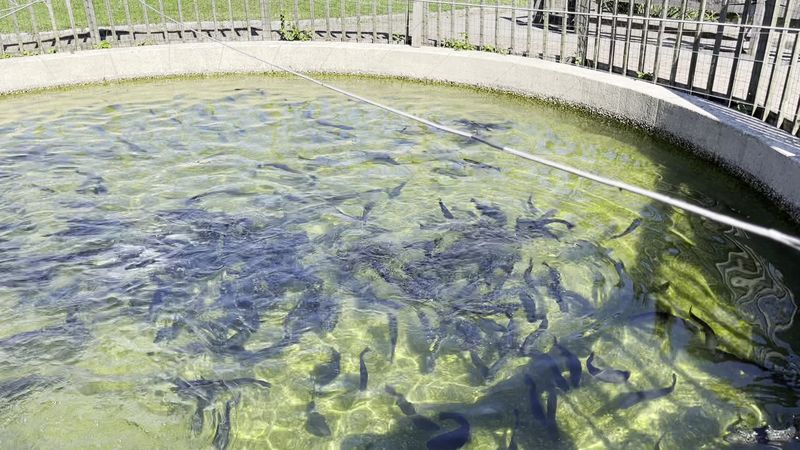 Cold Spring Harbor Fish Hatchery And Aquarium