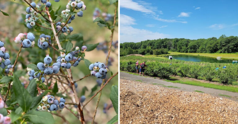 Best Blueberry Picking Farm In Connecticut Opens Soon And Those Buckets Fill Fast
