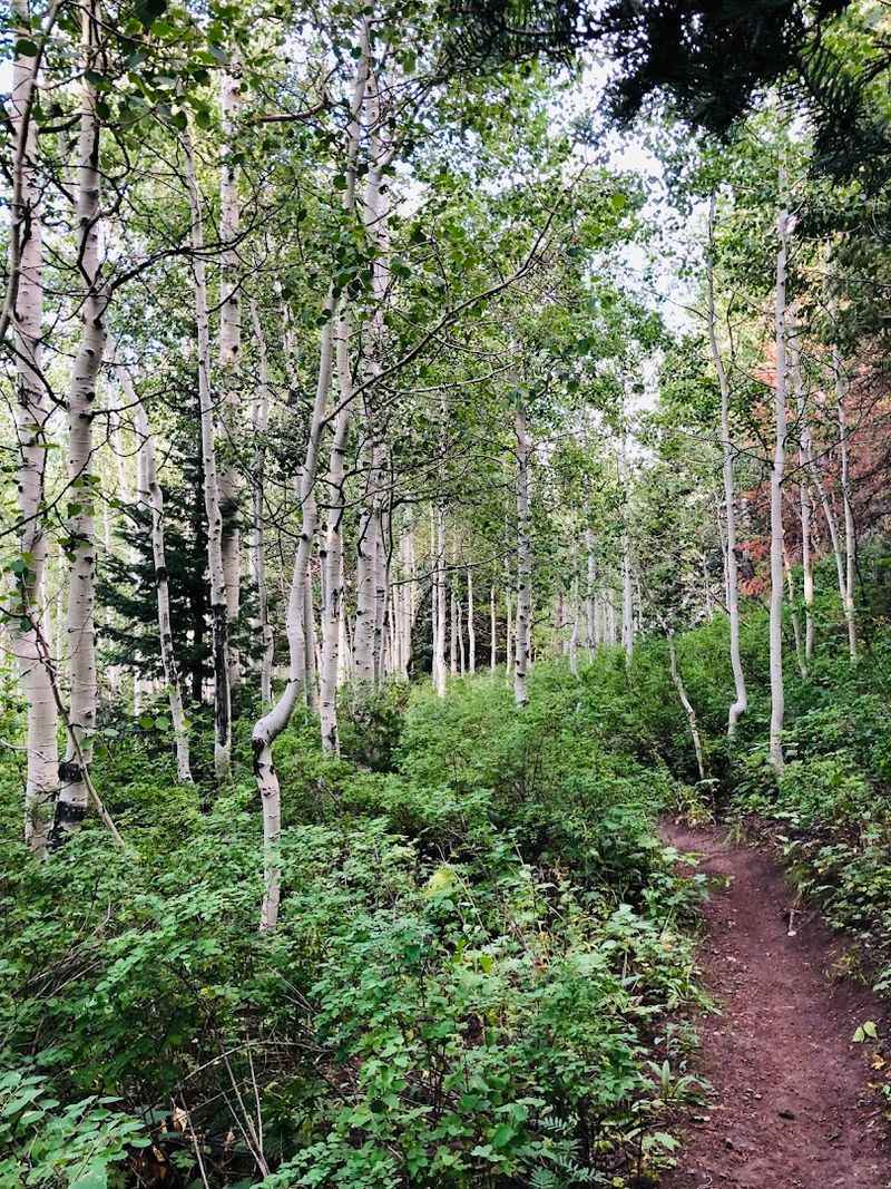 Trail Difficulty And What To Expect On Foot