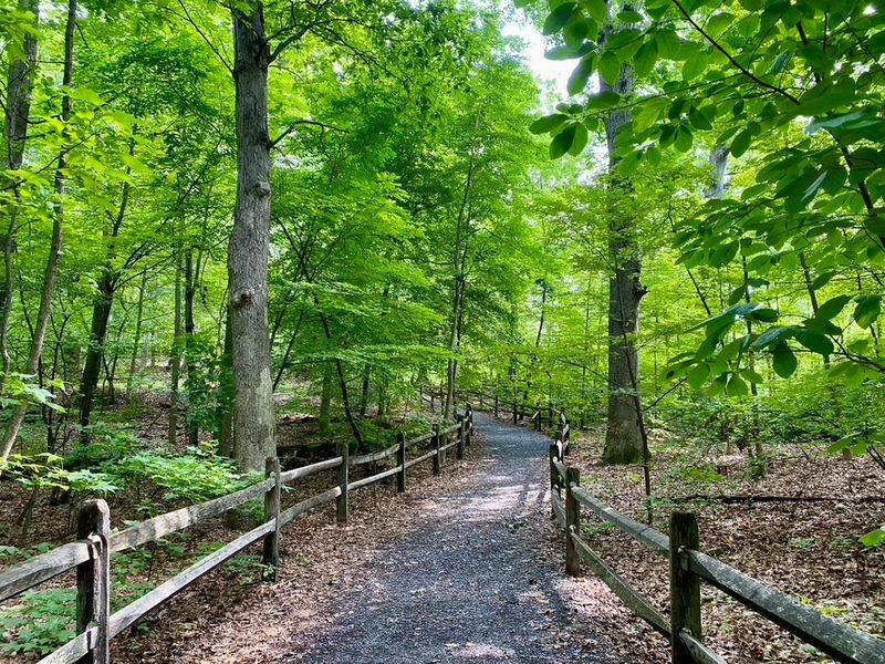 A Living Lesson In Why Old Forests Matter