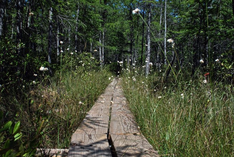 A Boardwalk Lets Visitors Walk Through The Bog Safely
