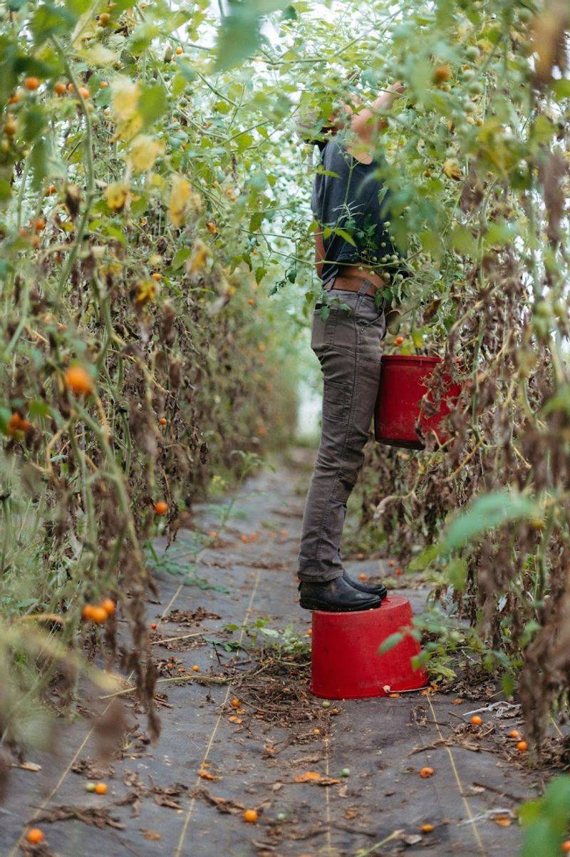 Community Supported Agriculture Before Anyone Knew The Term