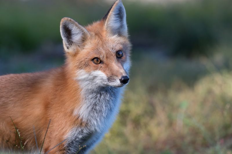 The Red Fox Exhibit That Children Absolutely Cannot Stop Talking About