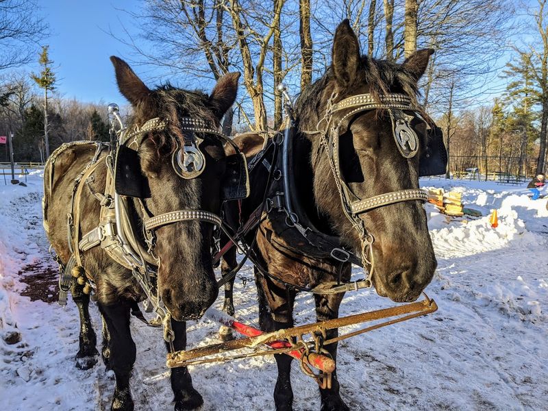 The Horses Themselves Are Well-Cared-For And Genuinely Impressive