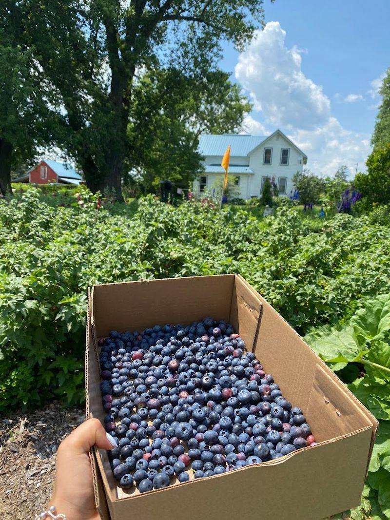 Pick-Your-Own Berries Are The Main Attraction
