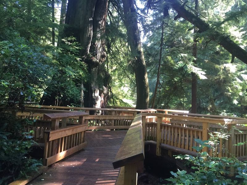 Forest Flora Diversity And Identification Tips
