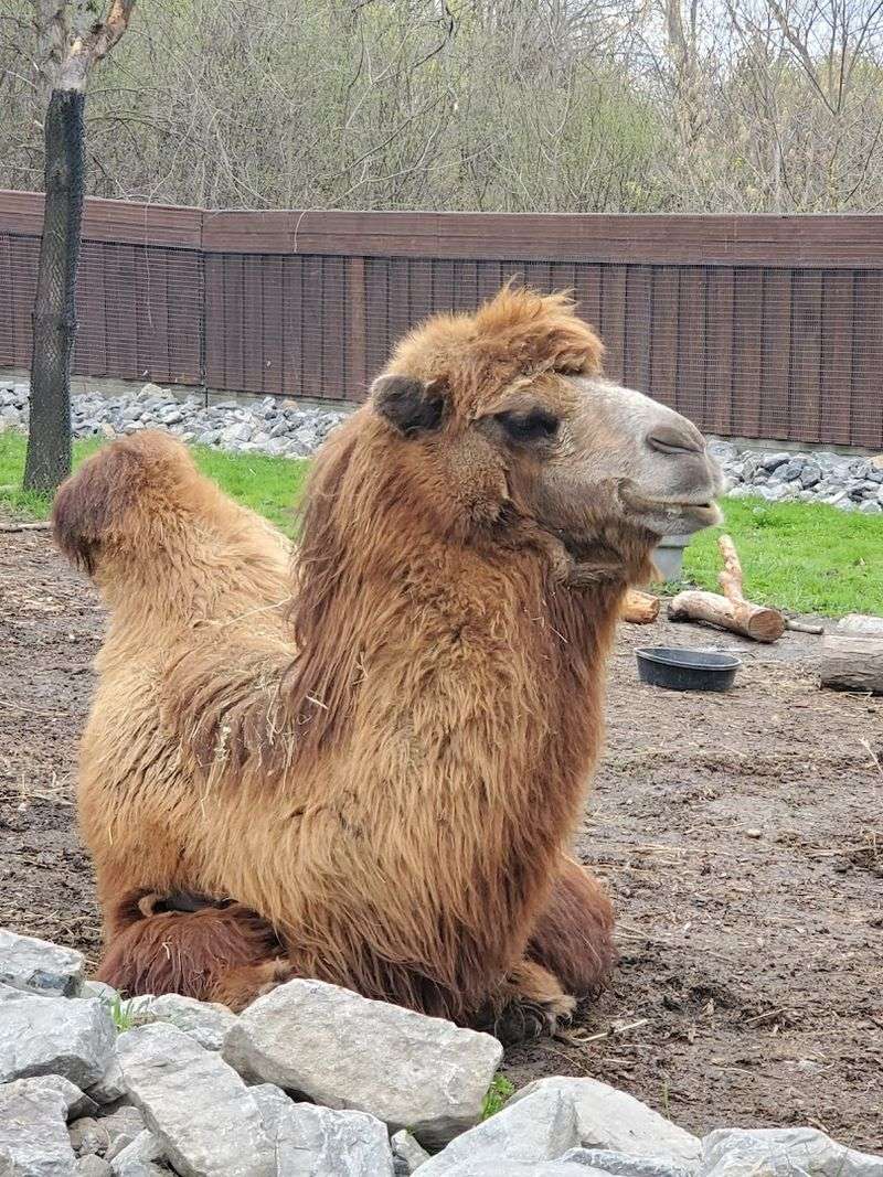 Utica Zoo