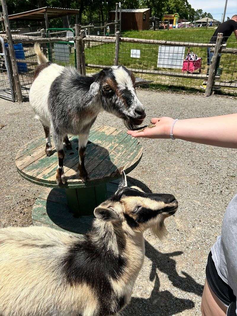 Goat Village And Bunny Village