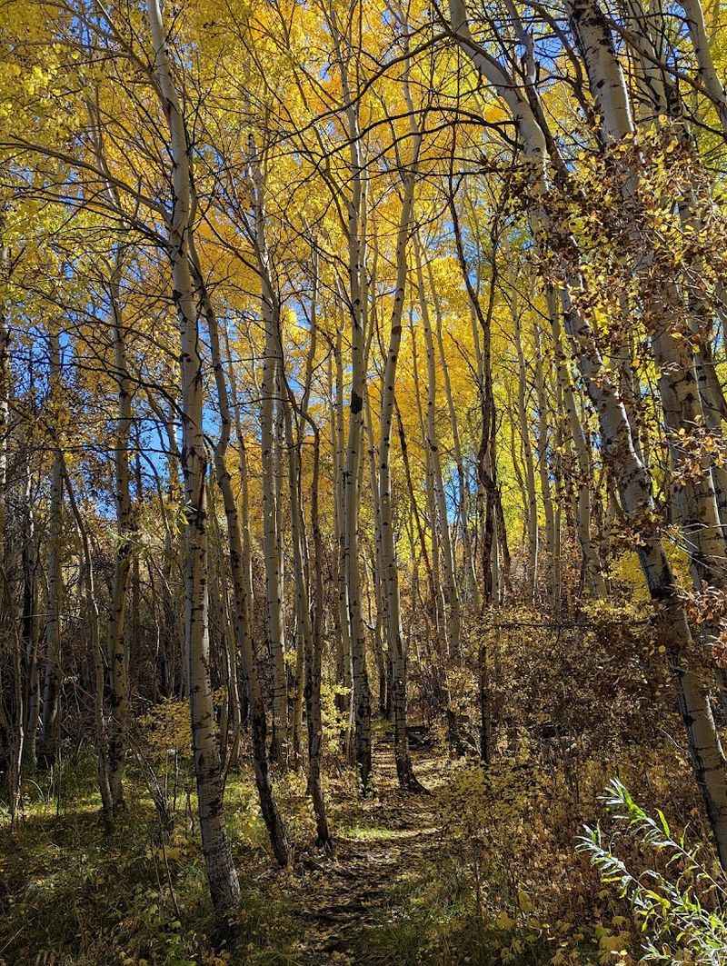 Wildlife And Forest Scenery Keep The Park Feeling Wild