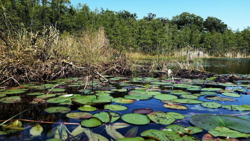 The Bog Feels Quiet, Fragile, And Completely Different From A Regular Forest
