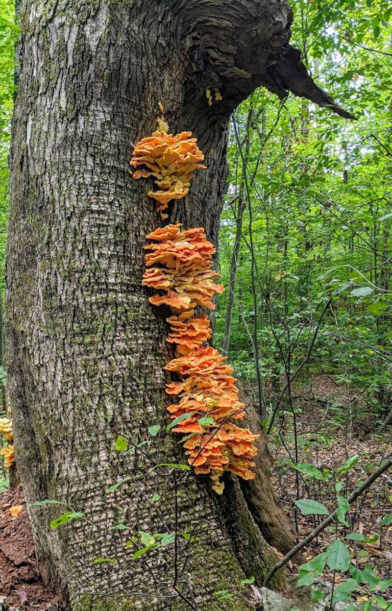 Danby State Forest: Connecticut Hill's Quieter Neighbor