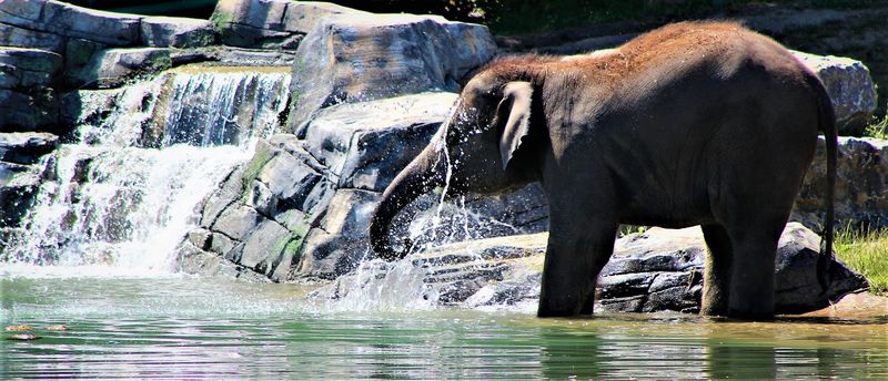 Rosamond Gifford Zoo