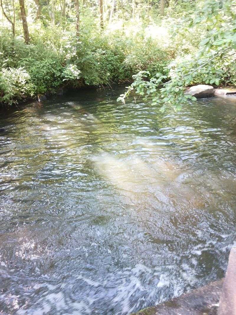 Impact On Local Wildlife Habitats