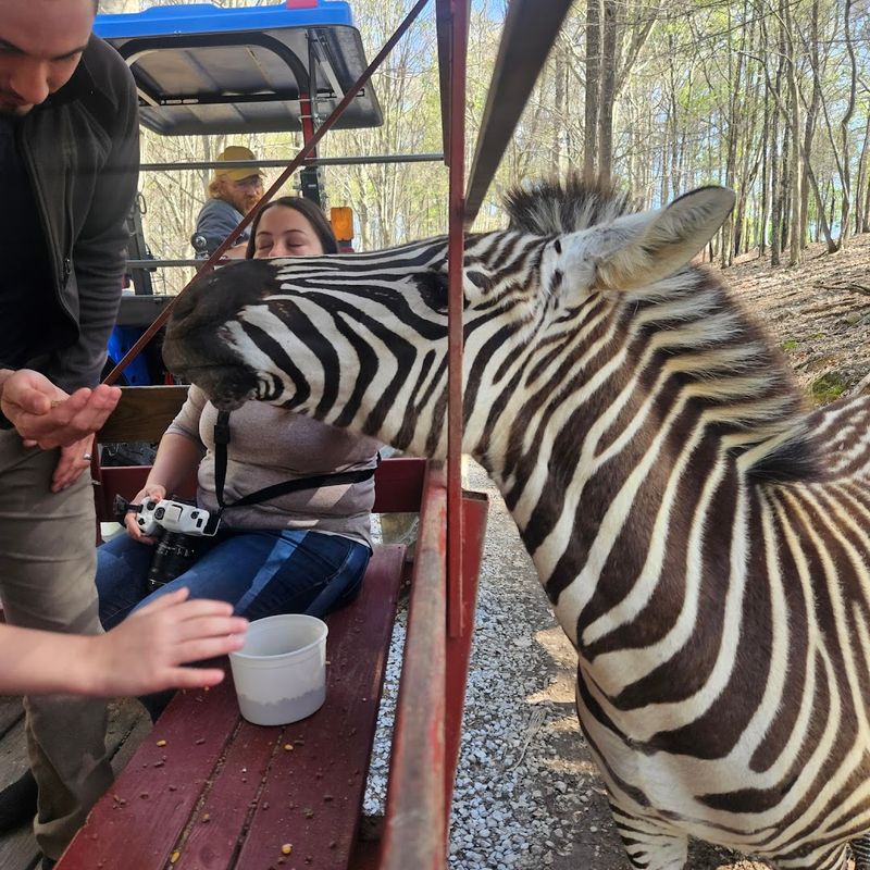 Drive-Through Safari At Briarwood Ranch, Bybee