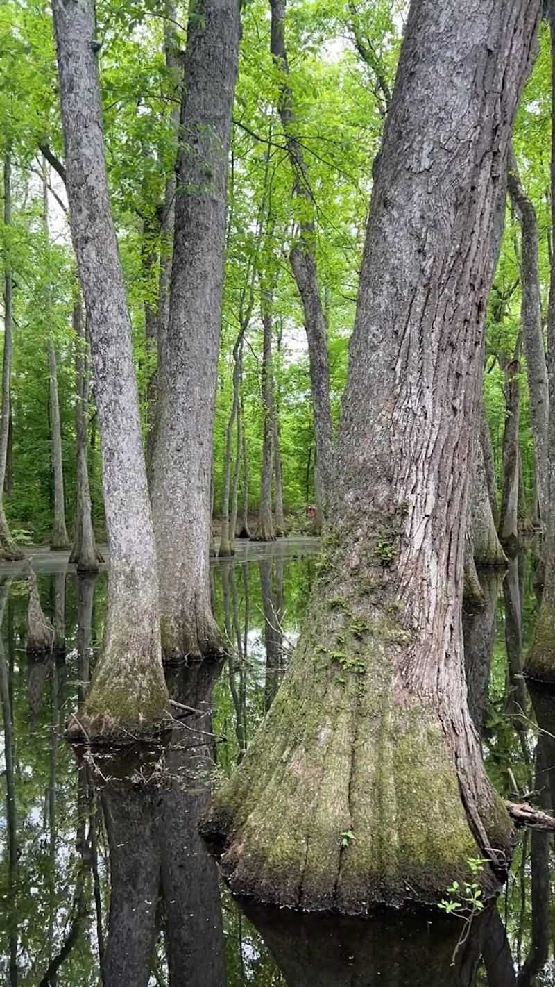 Cypress Swamp Trail (Natchez Trace Parkway Milepost 122)