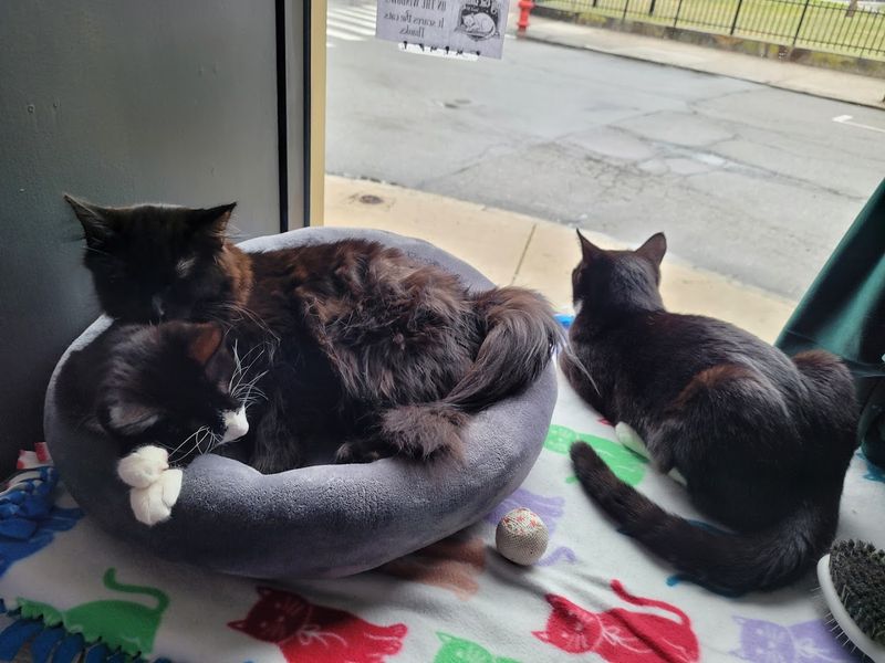 How The Cat Lounge Reservation System Works