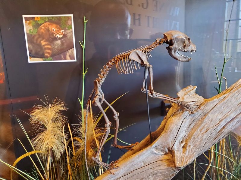 Gray Fossil Site And Museum, Gray