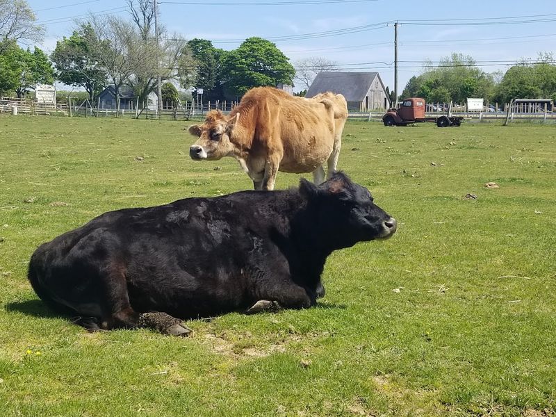 Hallockville Museum Farm