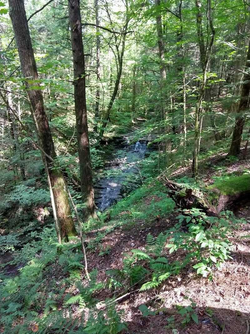 Shindagin Hollow State Forest: Where Microclimates Do The Work