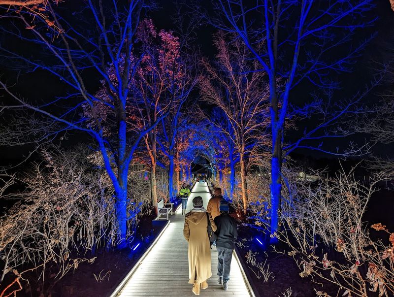 The Winter Light Display That Changes How You See This Place After Dark