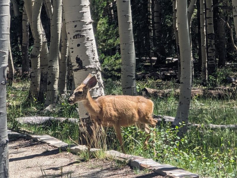 Wildlife Frequently Wanders Through The Area