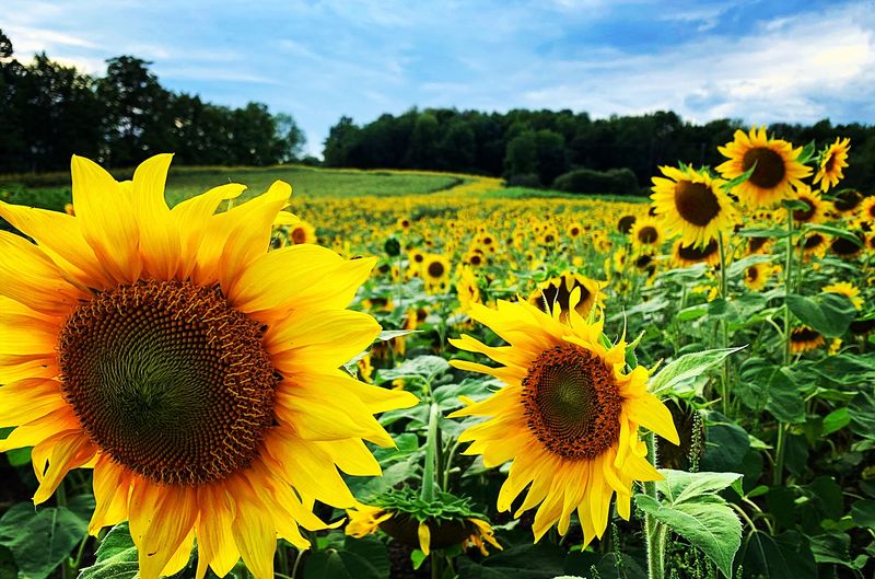 Herrington's Sunflower Fields