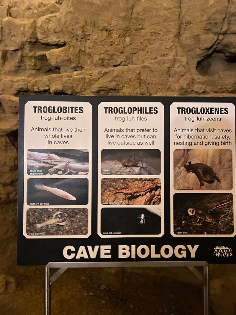 Visitors Learn About Geology History And Bats