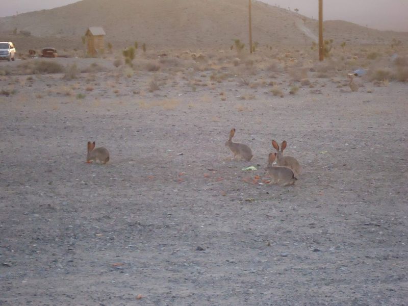Jackrabbits And Desert Silence Replace A Normal Hotel Lobby