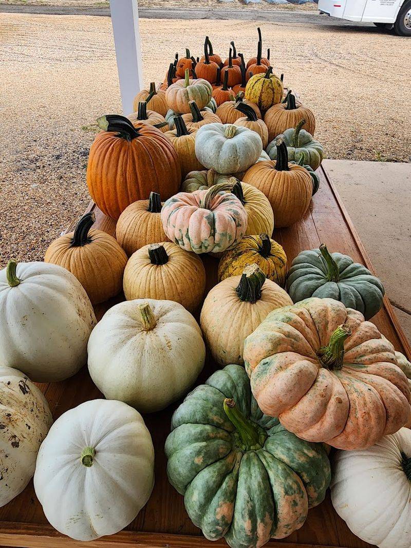 Seasonal Events Hosted At The Farm