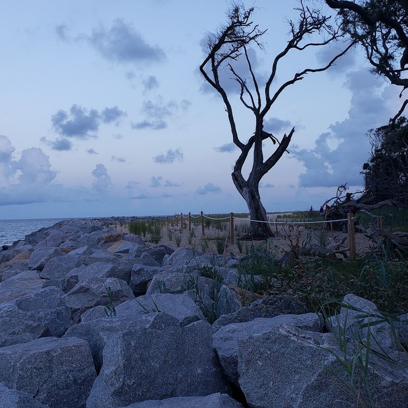 Nighttime Wildlife And Natural Habitats