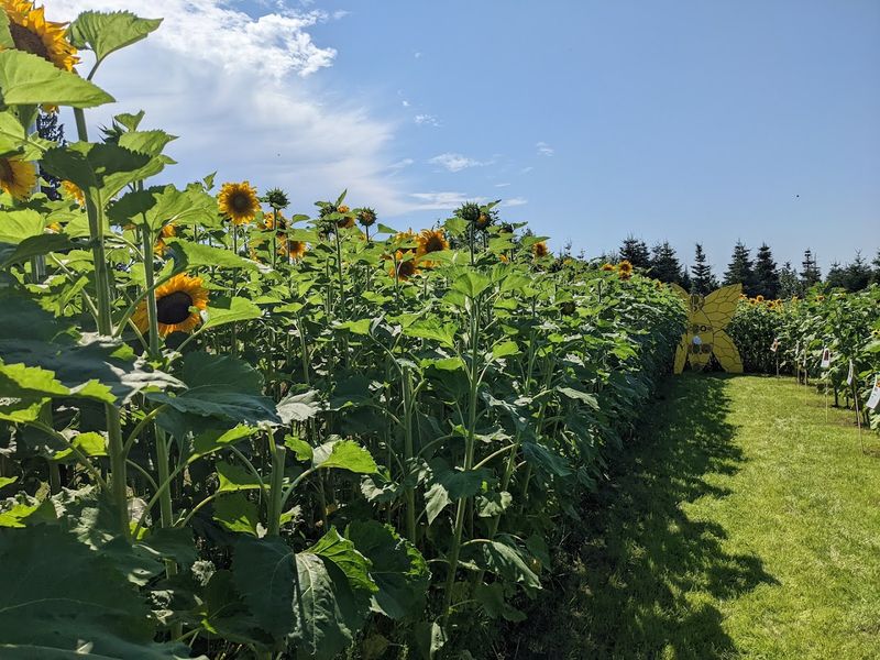 Vibrant Sunflower Varieties And Unique Blooms