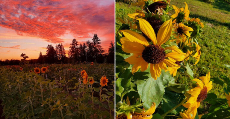 Discover The North Carolina Sunflower Festival Filled With Bright Blooms Music And Family Fun