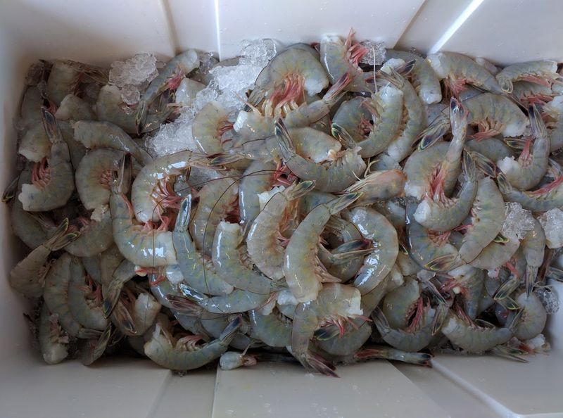 Local Seafood Specialties And Fresh Catch