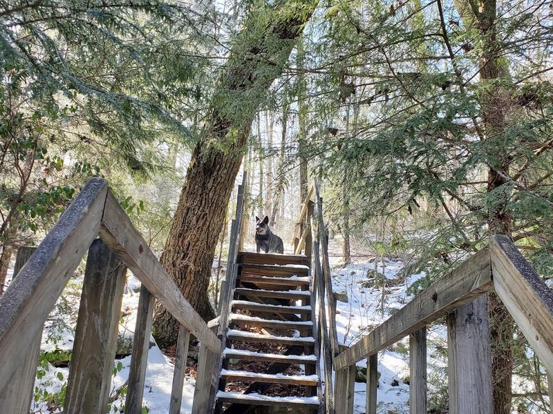 Laurel Falls And The Short Loop That Surprises Every First-Time Visitor